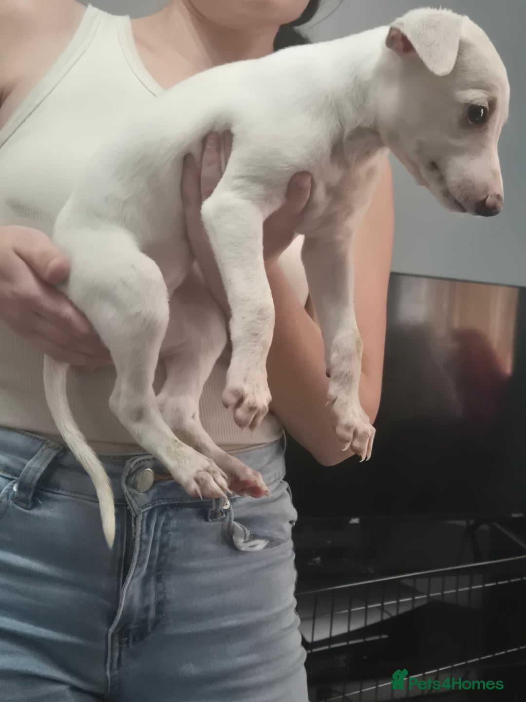 Whippet dogs for sale: 3 lovey whippet puppies  - Image 6