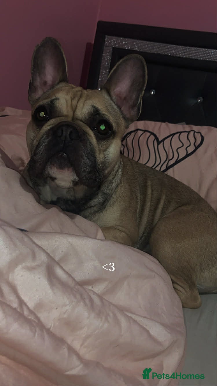 French Bulldog dogs Female french bulldog  - Advert 18