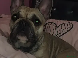 French Bulldog dogs Female french bulldog - Advert 18