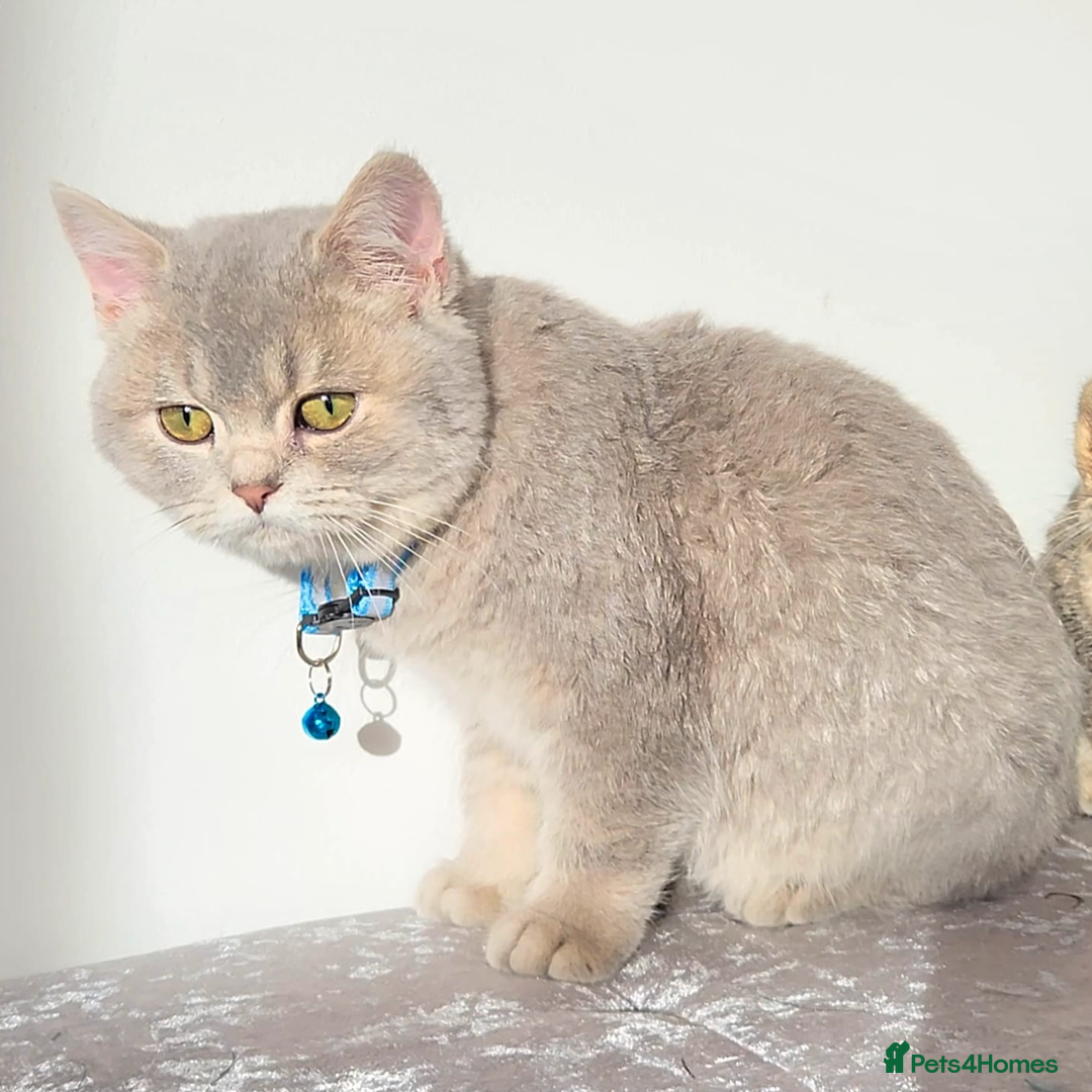 British Shorthair cats for sale: Gorgeous British Shorthair Kittens - Advert 21