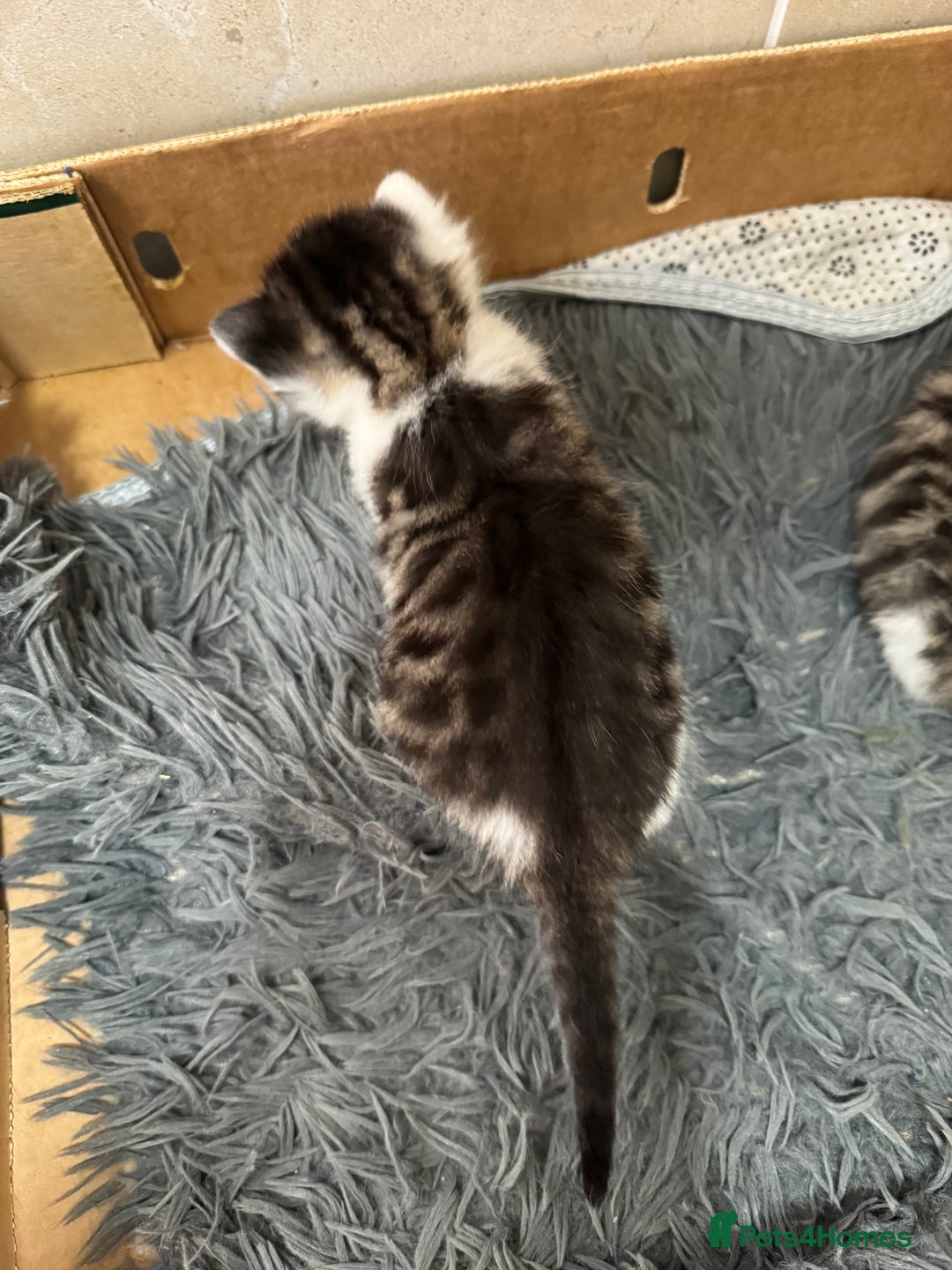 Mixed Breed cats for sale: 3 beautiful kittens  - Image 4