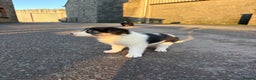 Border Collie dogs for sale: Beautiful Collie Pups - Ready for  **  - £895 - Advert 12