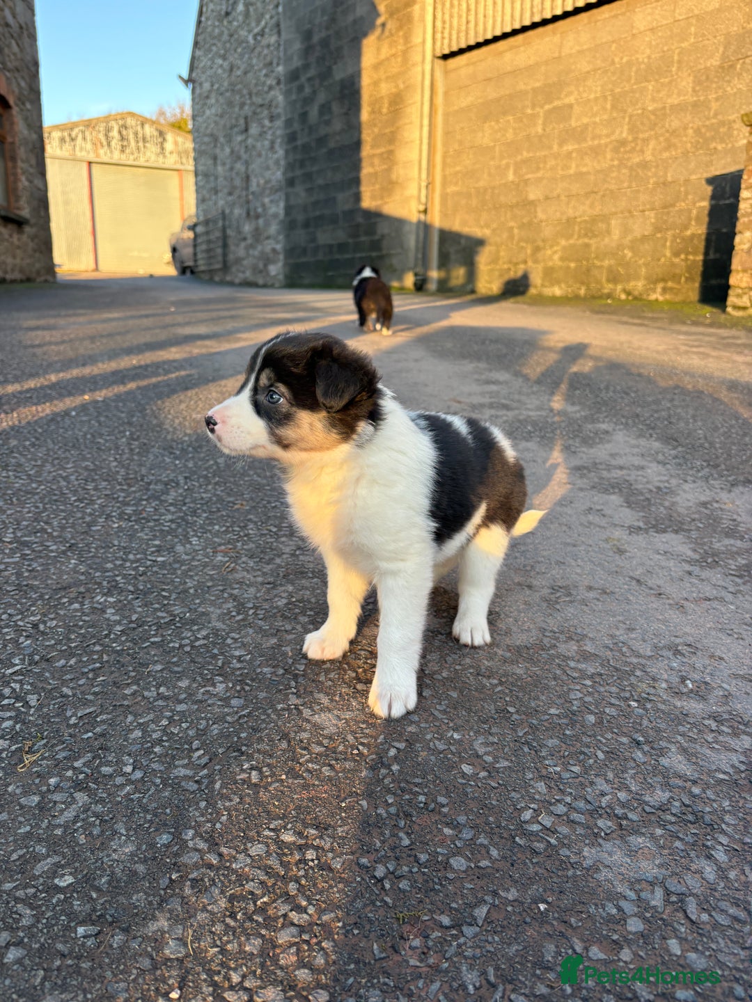 Border Collie dogs for sale: Beautiful Collie Pups - Ready for  **  - £895 - Advert 12
