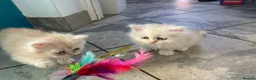 Persian cats for sale: Persian kittens in Rugby - Advert 26