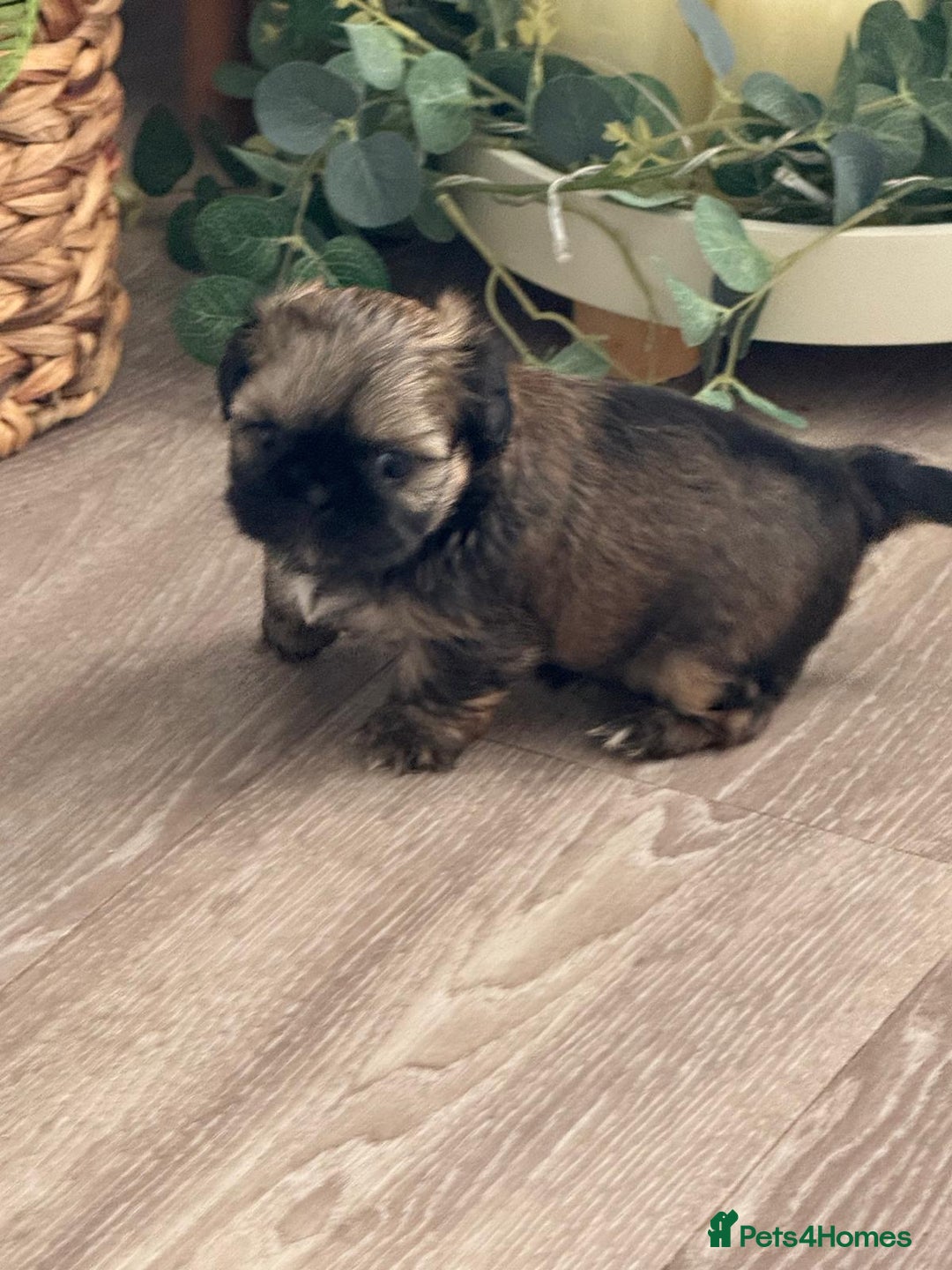 Shih Tzu dogs for sale: Pedigree imperial Shih Tzu puppies  - Advert 7