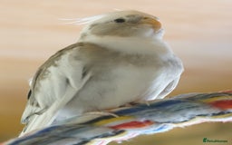Cockatiels birds for sale: Young Cockatiels - Image 24