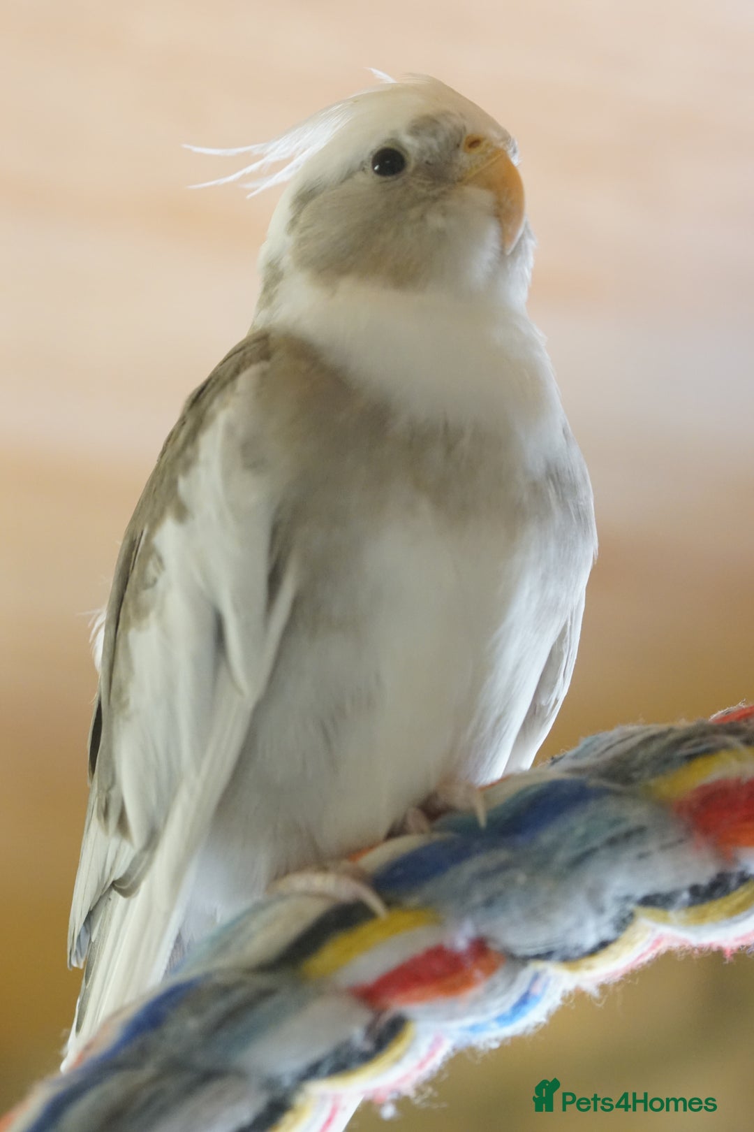 Cockatiels birds for sale: Young Cockatiels - Image 24