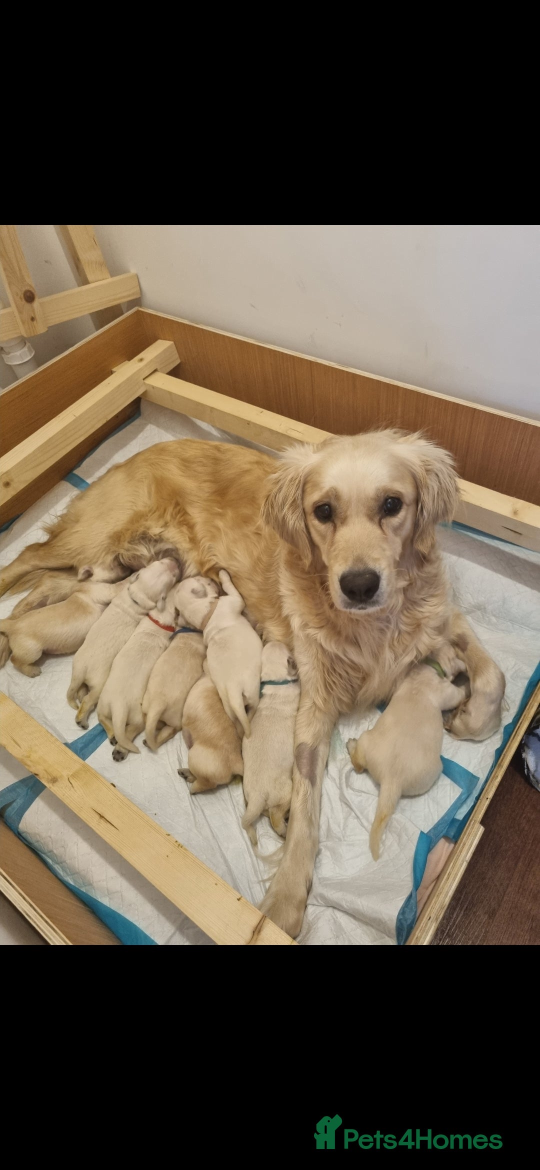 Golden Retriever dogs for sale: Adorable Golden Retriever Puppies - Image 17