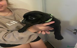 Staffordshire Bull Terrier dogs for sale: Staffordshire/American Staffordshire pups in Harrow - Image 9