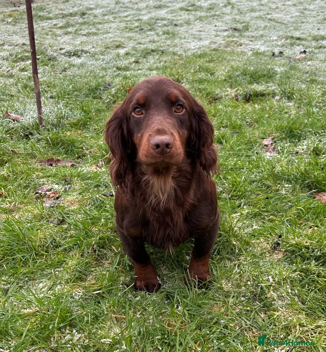 Cocker Spaniel dogs for stud: KC Working Cocker Spaniel Health tested in Ludlow - Advert 3