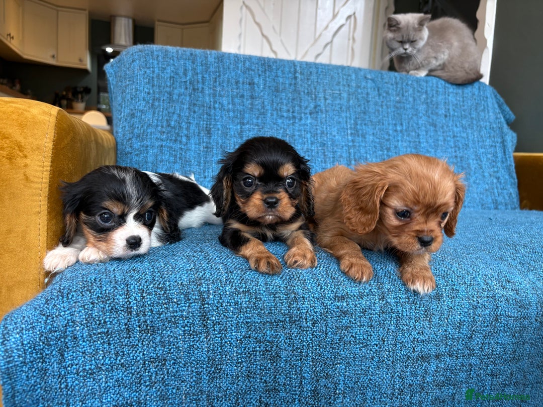 Cavalier King Charles Spaniel dogs for sale: 3 male 1 female cavalier King Charles pups - Image 6