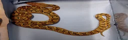 Python Snake reptiles for sale: Malayan Python Island Dwarf Form - Advert 3