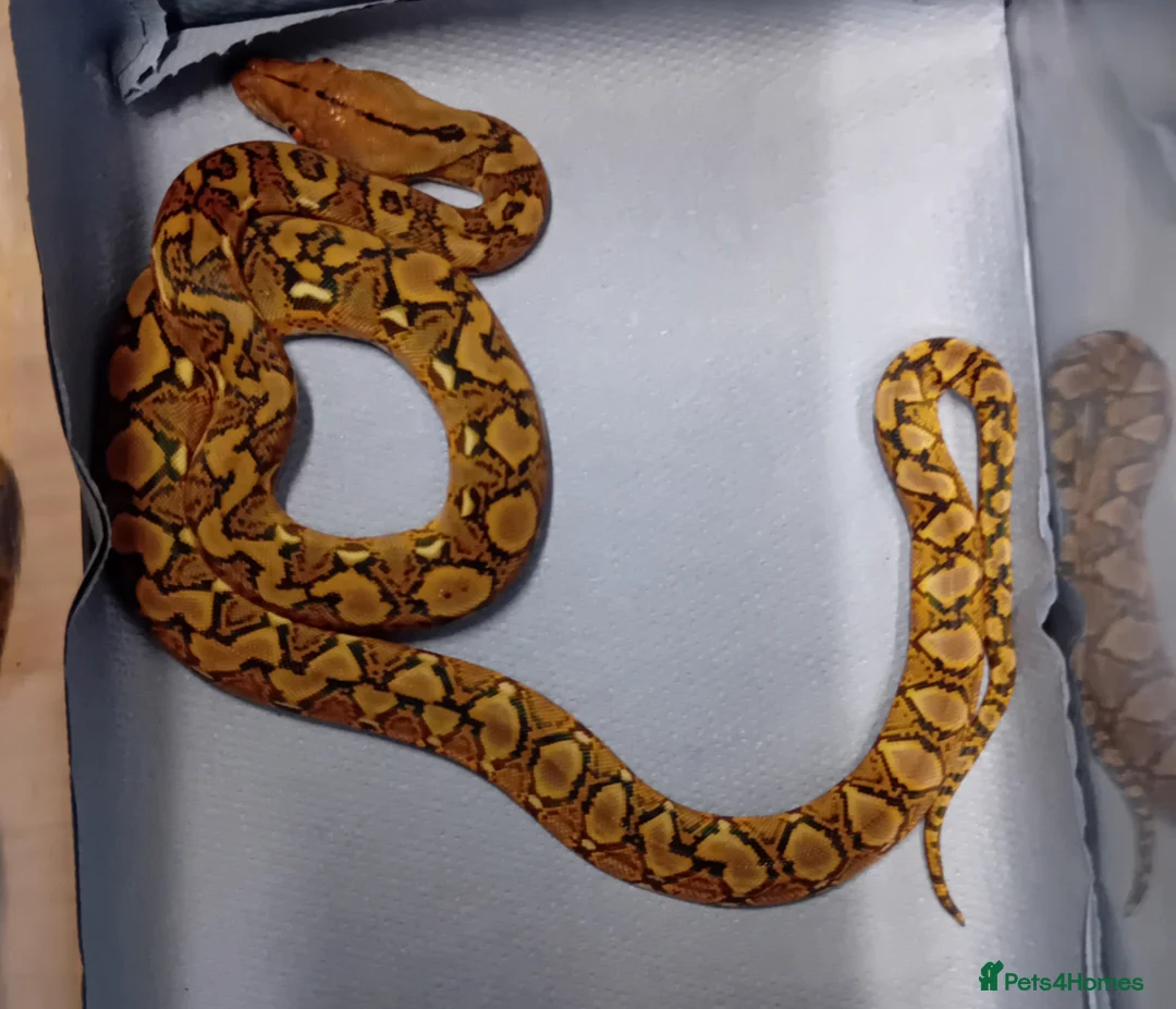 Python Snake reptiles for sale: Malayan Python Island Dwarf Form - Advert 3