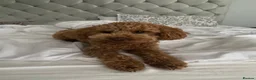 Cavapoo dogs for sale: DNA TESTED PARENTS & GRANDPARENTS TOY CAVAPOO   - Advert 8