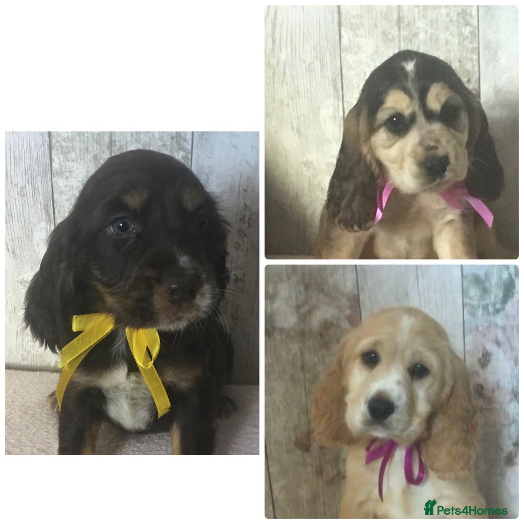Cocker Spaniel dogs for sale: Adorable, Social, Confident KC reg Cocker pups - Image 2
