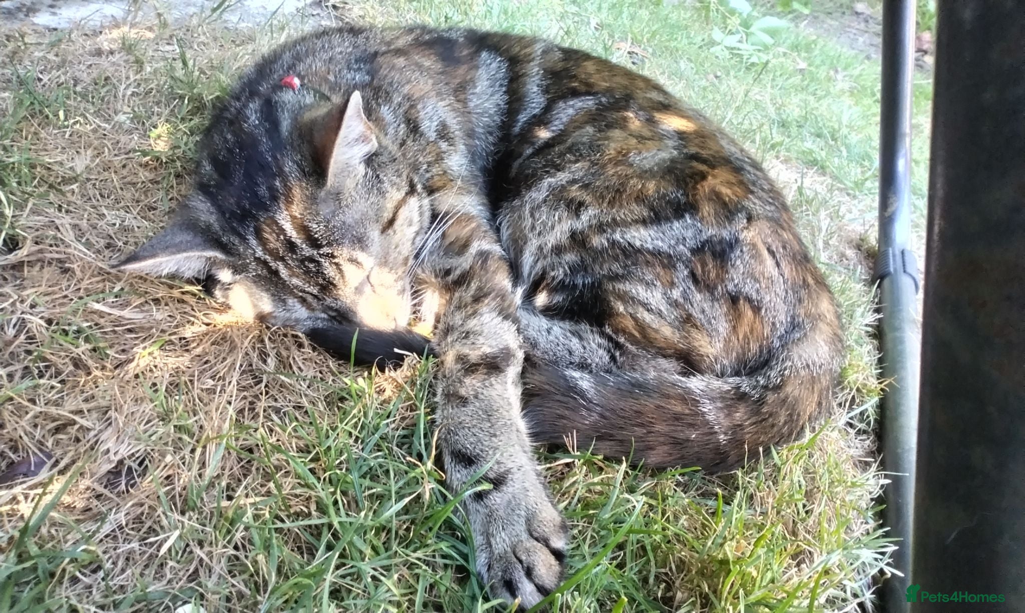 Mixed Breed cats Kittens for sale  - Advert 1