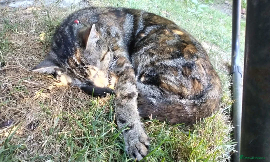 Mixed Breed cats for sale: Kittens for sale  - Advert 1