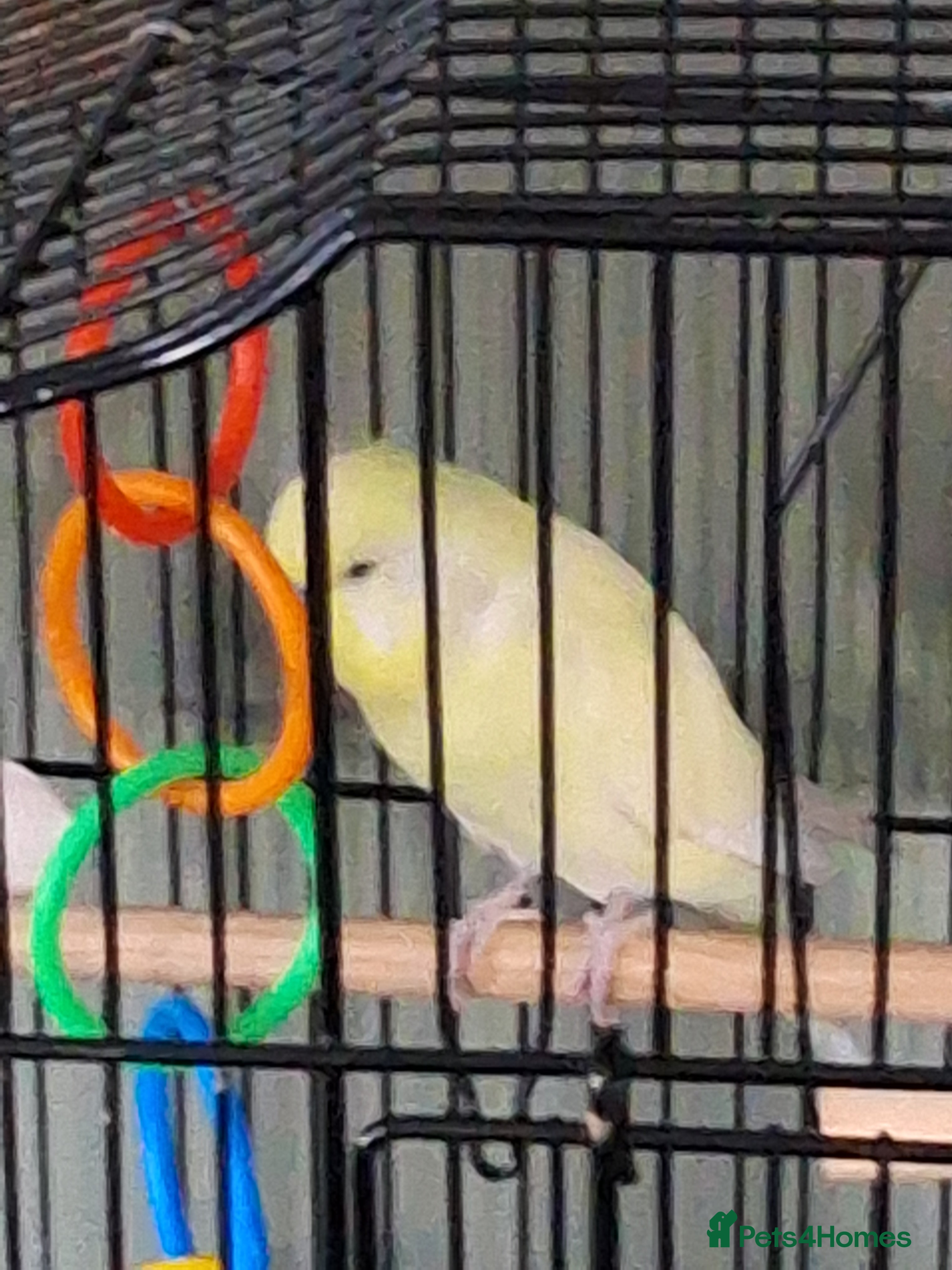 Budgerigars birds Young male budgie and cage FREE - Advert 1