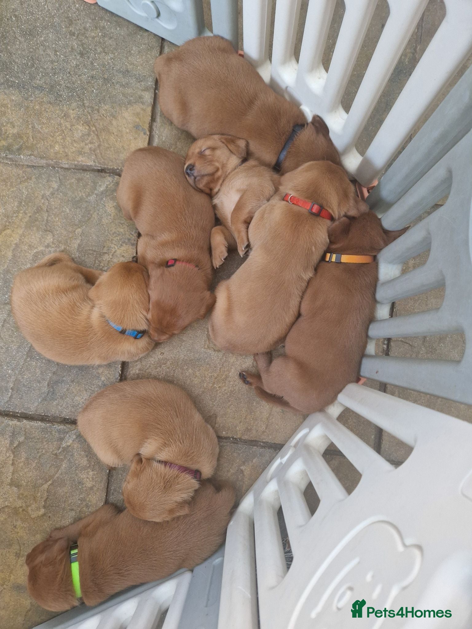 Labrador Retriever dogs Fox Red Labrador Puppies - Advert 5