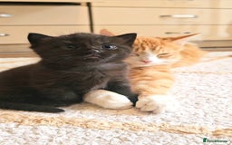 Mixed Breed cats for sale: Mixed breed kitten - Image 2