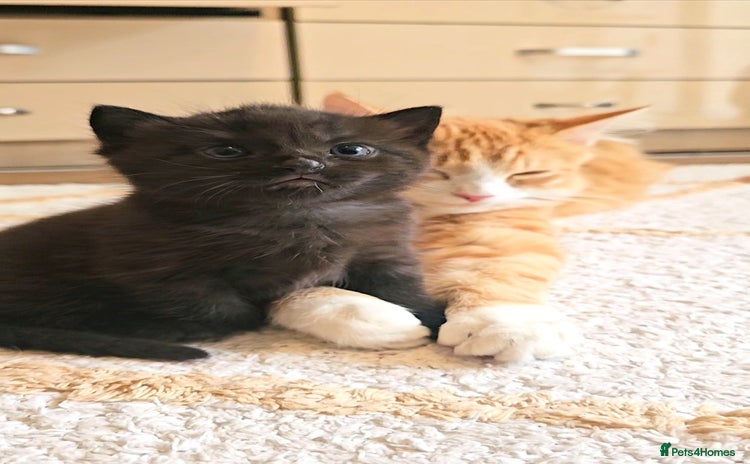 Mixed Breed cats - Advert 7