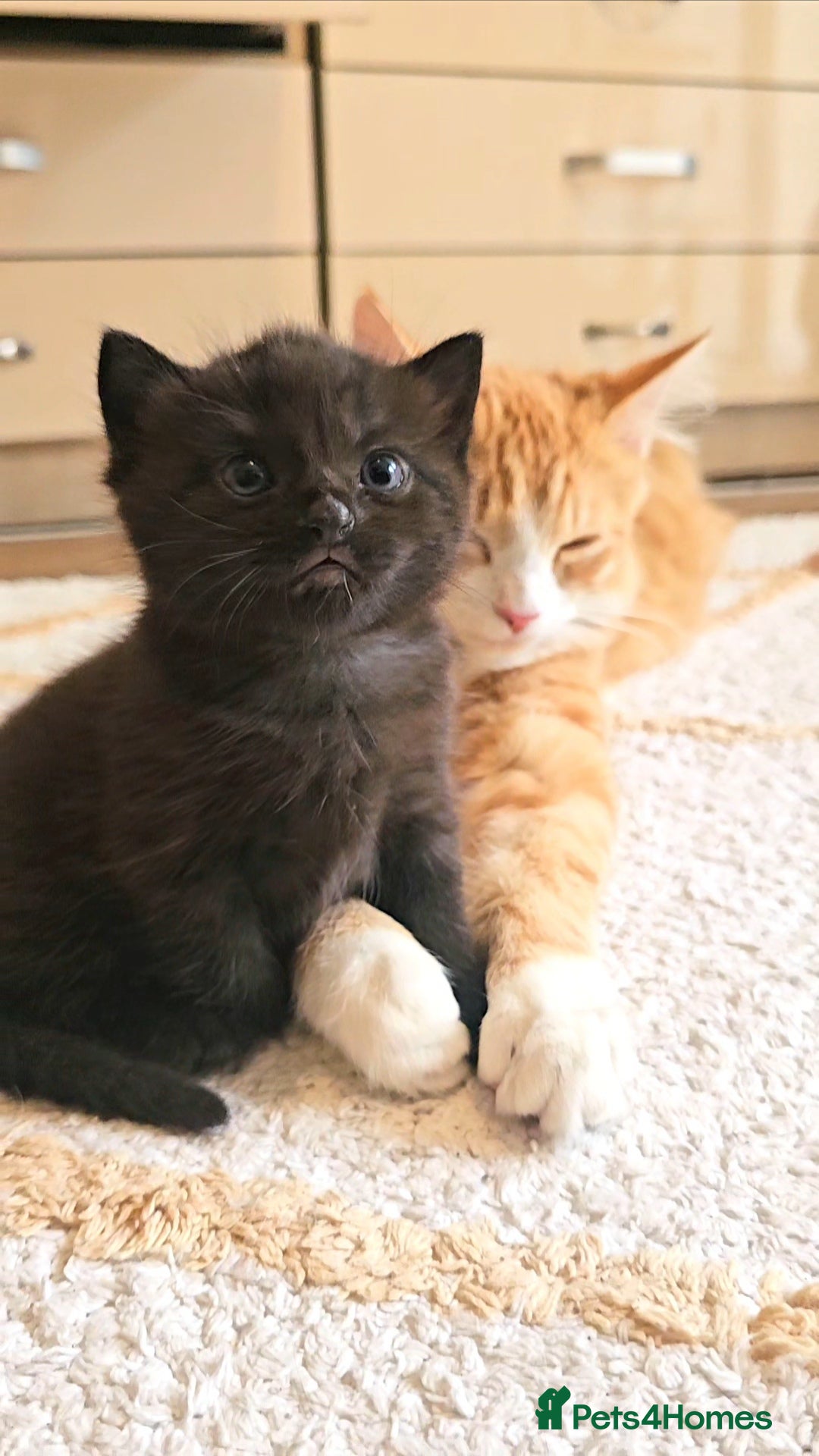 Mixed Breed cats for sale: Mixed breed kitten - Image 2