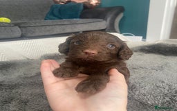 Cockapoo dogs for sale: **Last** Male Cockapoo Puppies avaliable 8th Oct  - Image 17