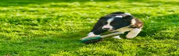 Border Collie dogs for sale: Exceptional Border collie pups  - Advert 27