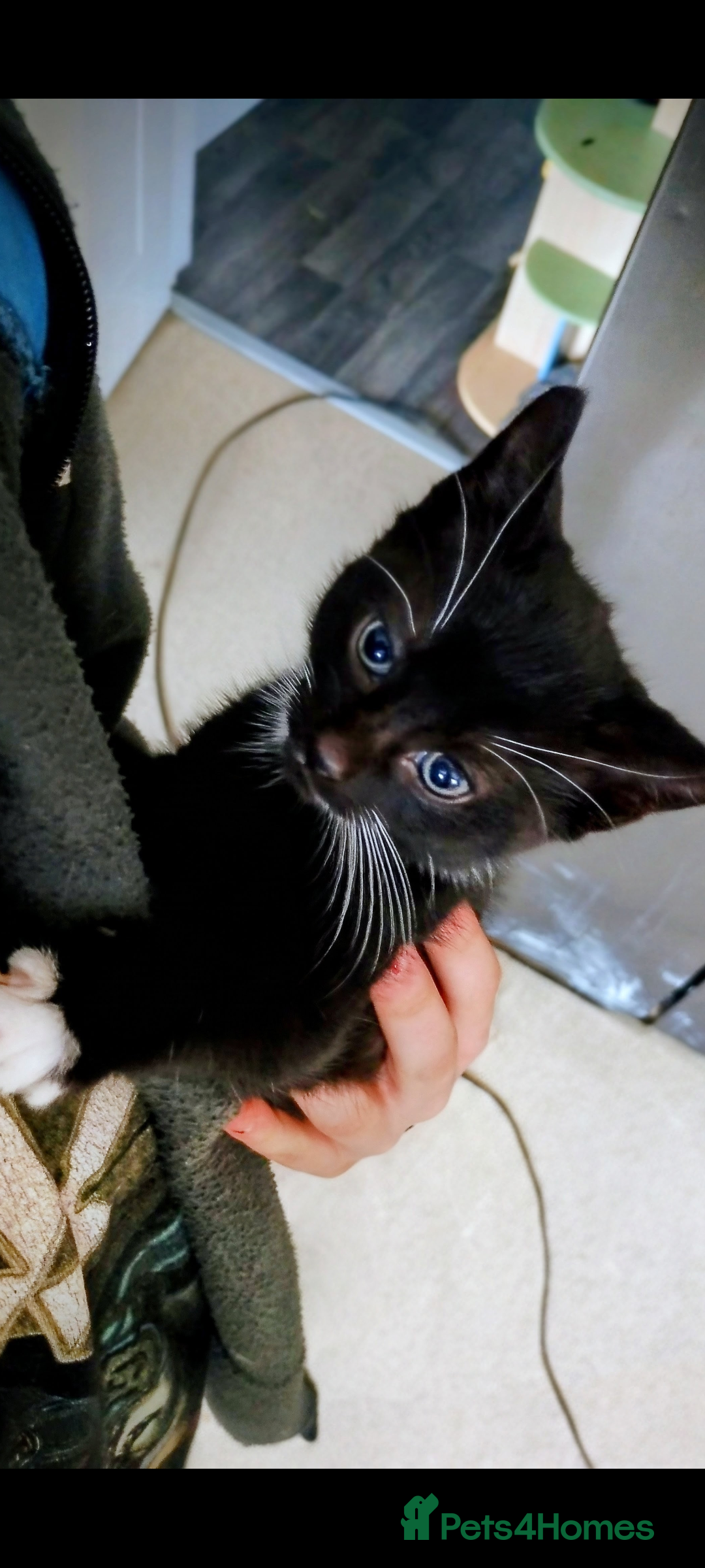 British Shorthair cats Lovely natured girl kitten  - Advert 19