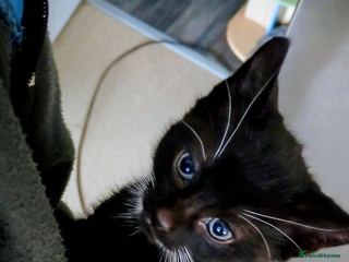 British Shorthair cats for sale - Advert 1