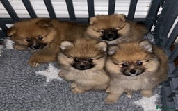 Pomeranian dogs for sale: Pomeranian puppies - Advert 11