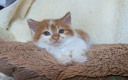 Maine Coon cats for sale: Maine-coon Mix for sale 😼 - Image 4