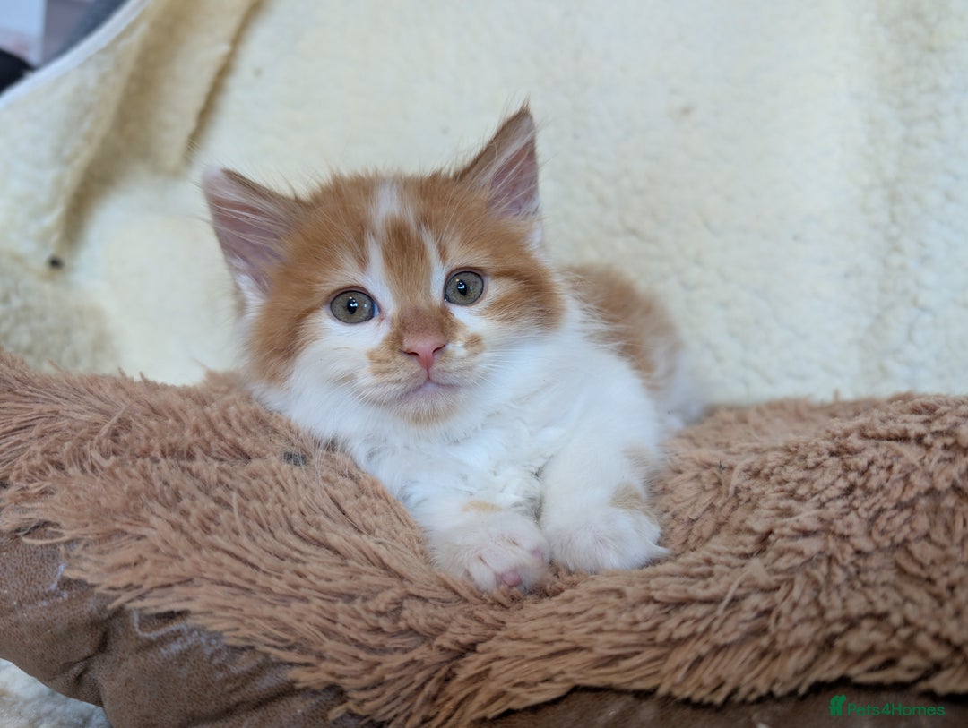 Maine Coon cats for sale: Maine-coon Mix for sale 😼 - Image 4