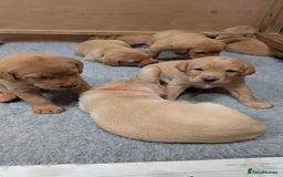 Labrador Retriever dogs for sale: KC Registered Working Labradors - Image 1