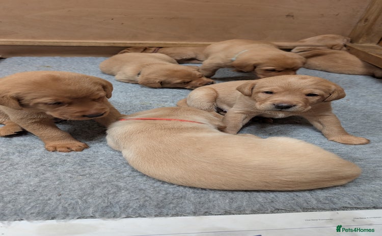 Labrador Retriever dogs - Advert 2