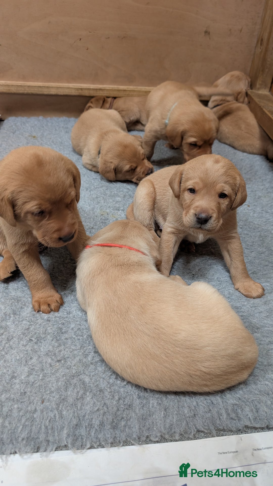 Labrador Retriever dogs for sale: KC Registered Working Labradors - Image 1