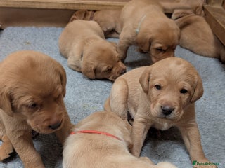 Labrador Retriever dogs - Advert 19