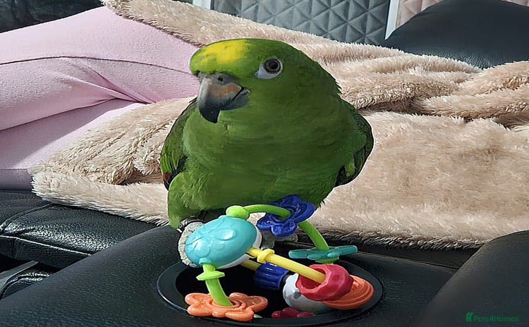 Parrots birds - Advert 1