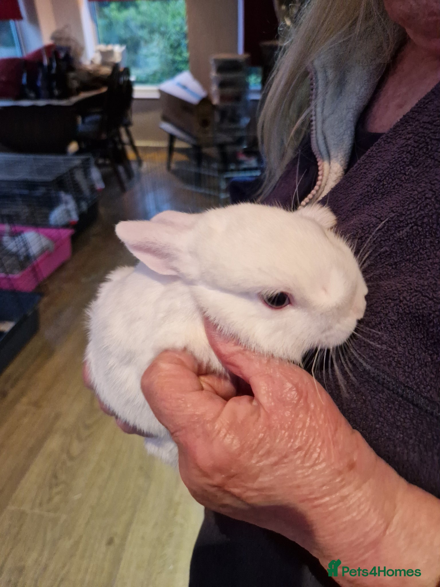 Netherland Dwarf rabbits Beautiful babies for sale - Advert 13
