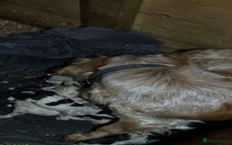 Cocker Spaniel dogs for sale: Coca spanial  - Advert 8