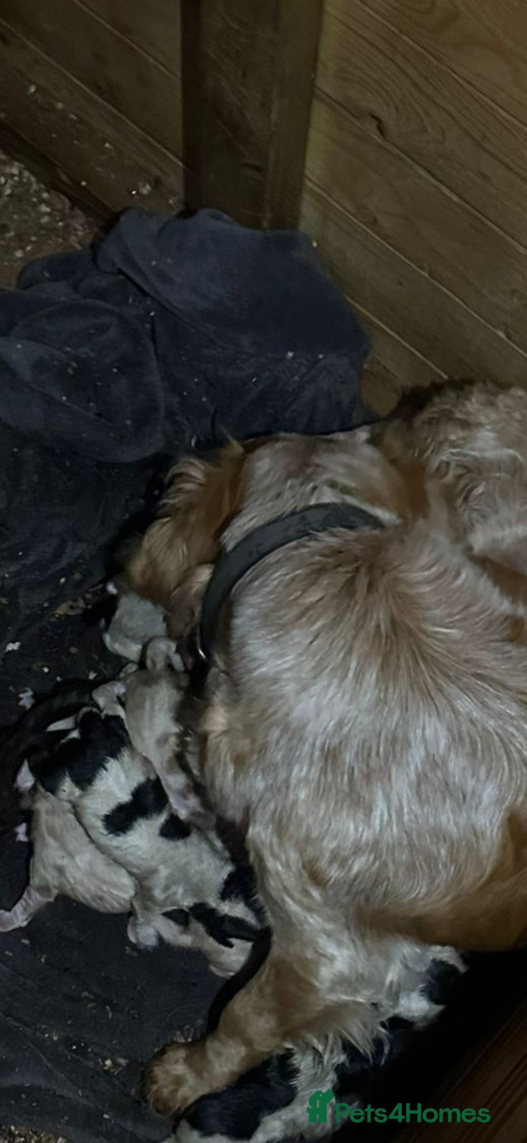 Cocker Spaniel dogs for sale: Coca spanial  - Advert 8