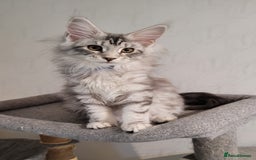 Maine Coon cats for sale: Tica registered maine coon kittens  in Ipswich - Image 5