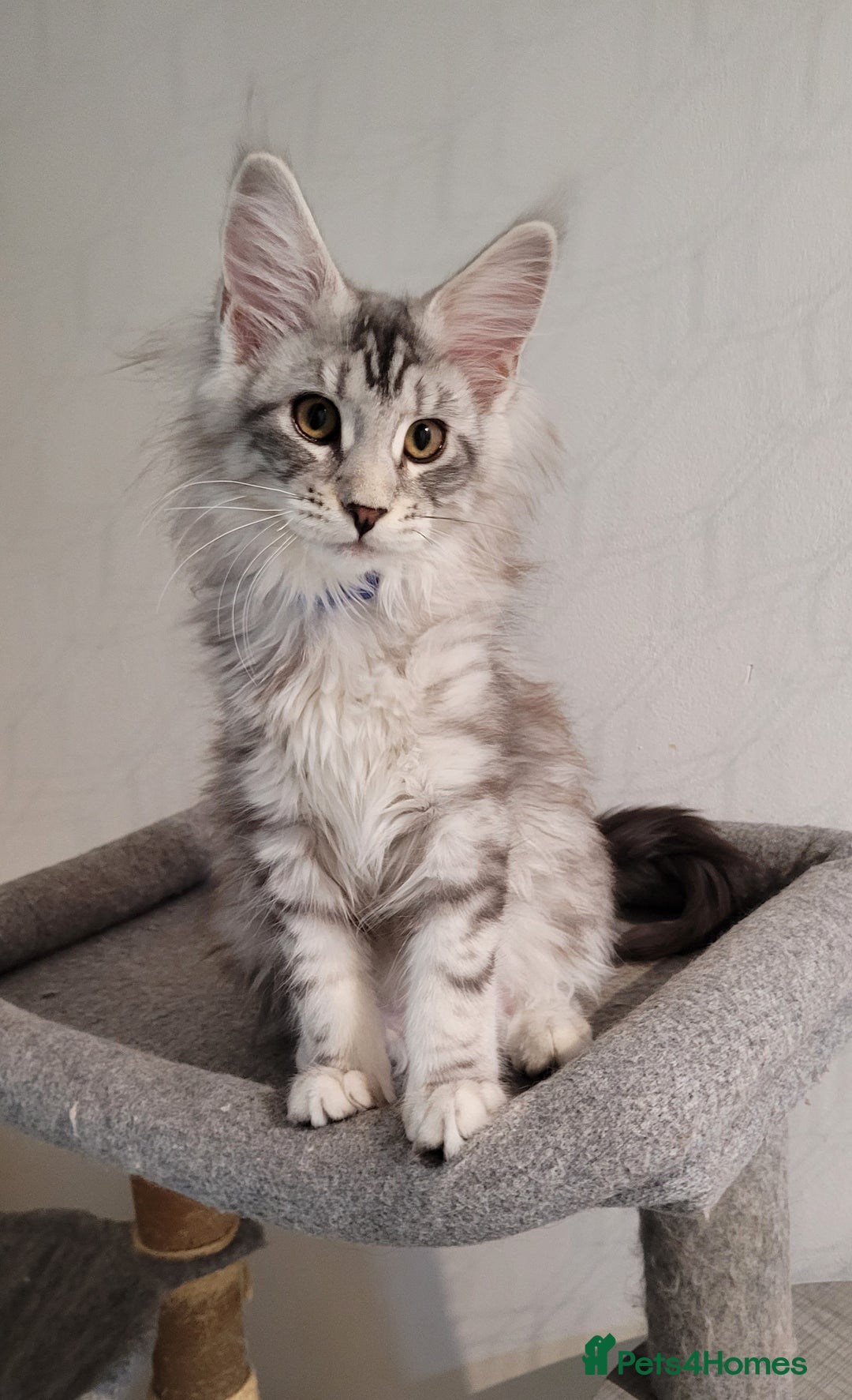 Maine Coon cats for sale: Tica registered maine coon kittens  in Ipswich - Image 5