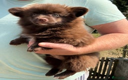Pomchi dogs for sale: Pomchi - Image 3