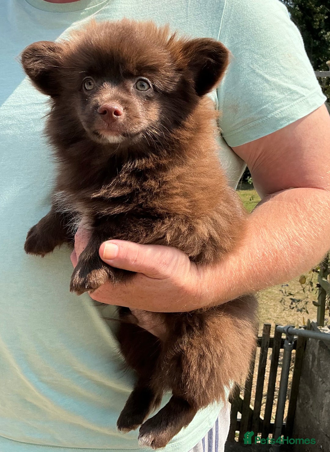 Pomchi dogs for sale: Pomchi - Image 3
