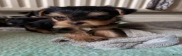 Yorkshire Terrier dogs for sale: Adorable yorkshire terrier puppies in Boston - Advert 3