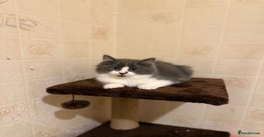 Ragdoll cats - Advert 16