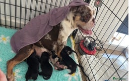 Mixed Breed dogs for sale: Ready now old Tyme English- British bulldogs  - Image 3