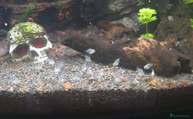 Cichlids fish - Advert 1