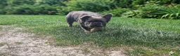 French Bulldog dogs for sale: Adult fluffy Frenchies for sale  in Wakefield - Advert 12